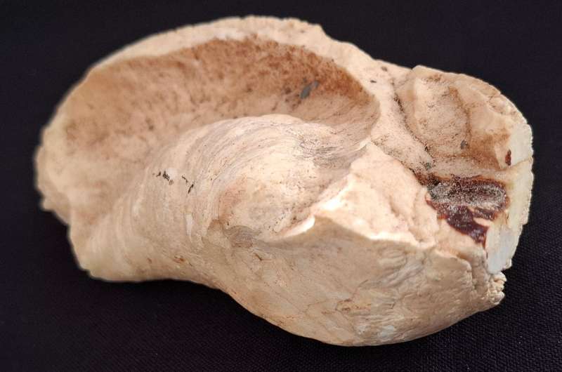 Whale Ear Drum     ( 430,3 grams )