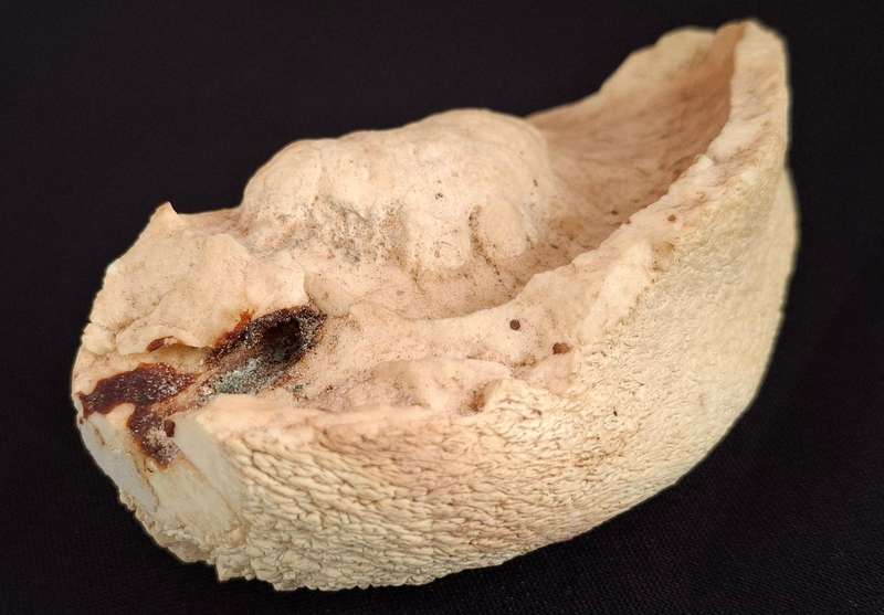 Whale Ear Drum     ( 430,3 grams )