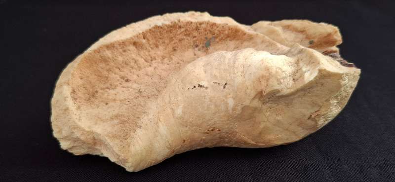 Whale Ear Drum     ( 430,3 grams )