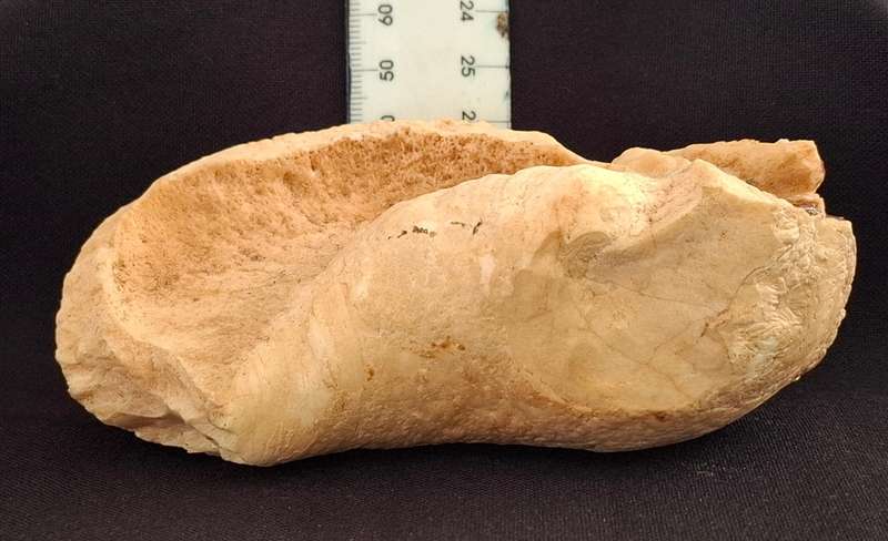 Whale Ear Drum     ( 430,3 grams )