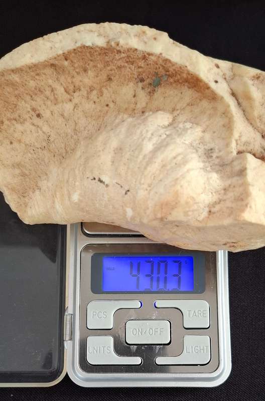 Whale Ear Drum     ( 430,3 grams )