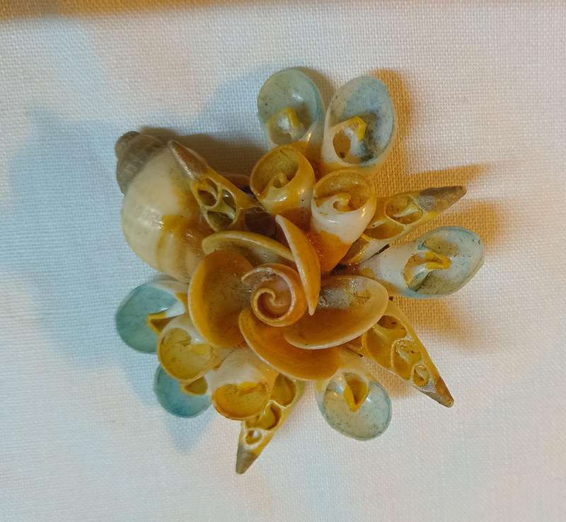 Shell brooch