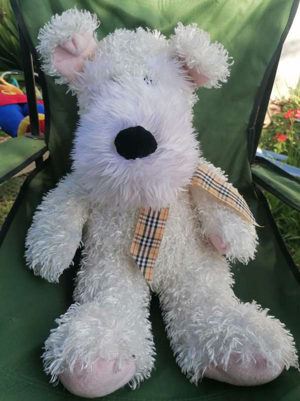 Nice dog teddy