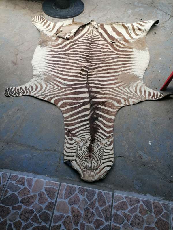 Old zebra skin, needs repair at the back side 2m x 1.28m