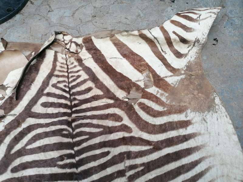 Old zebra skin, needs repair at the back side 2m x 1.28m