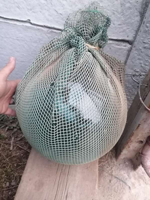 Green Glass Japanese Fishing Float
