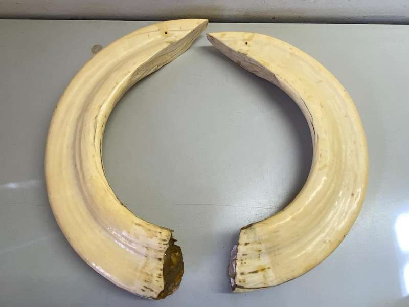 Hippo tusks/ivory