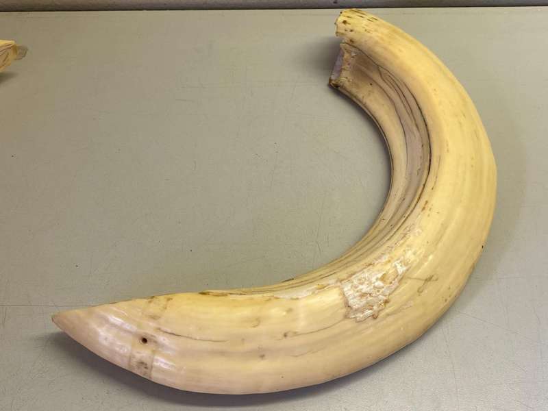 Hippo tusks/ivory