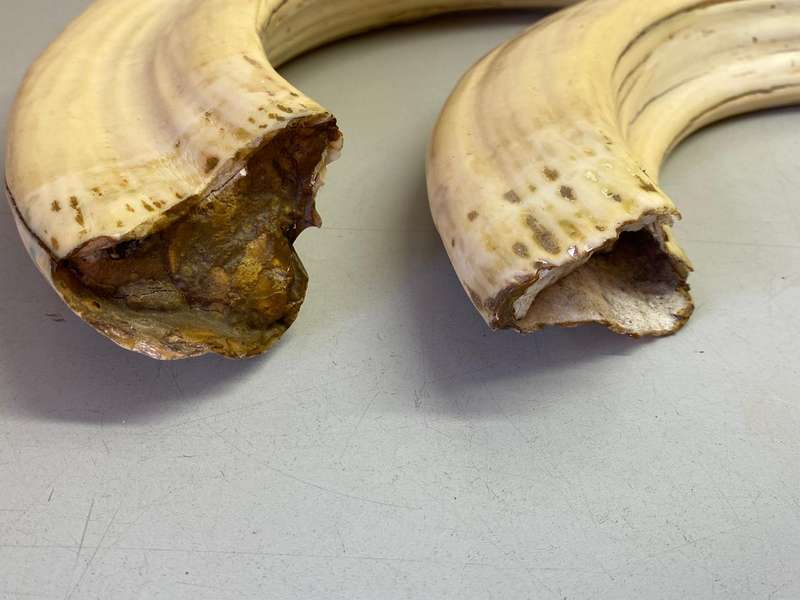 Hippo tusks/ivory