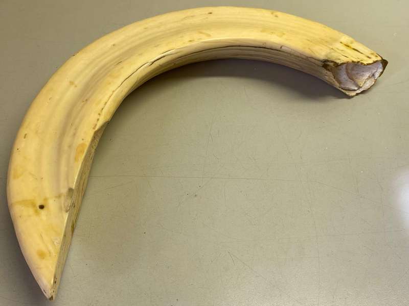 Hippo tusks/ivory