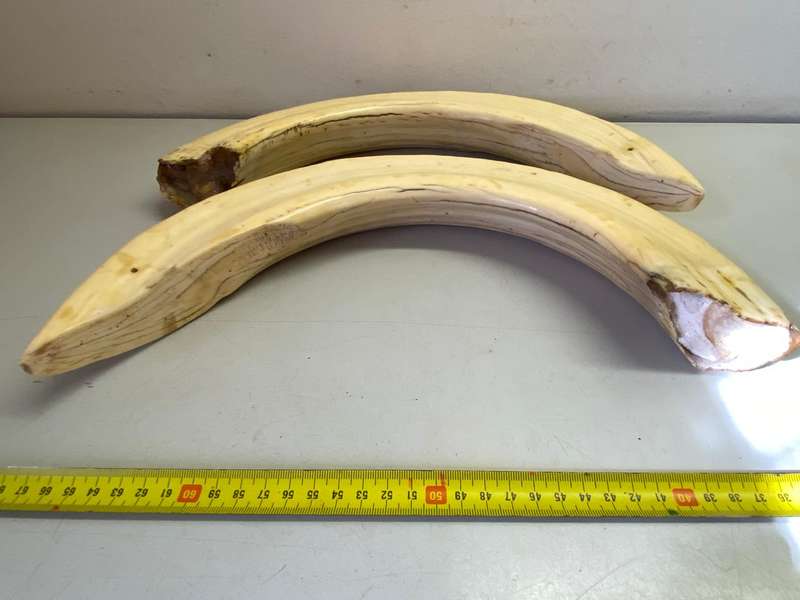 Hippo tusks/ivory