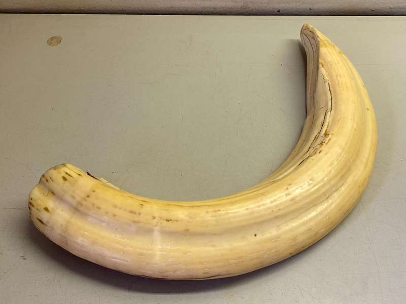 Hippo tusks/ivory