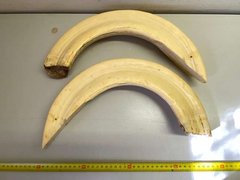 Hippo tusks/ivory
