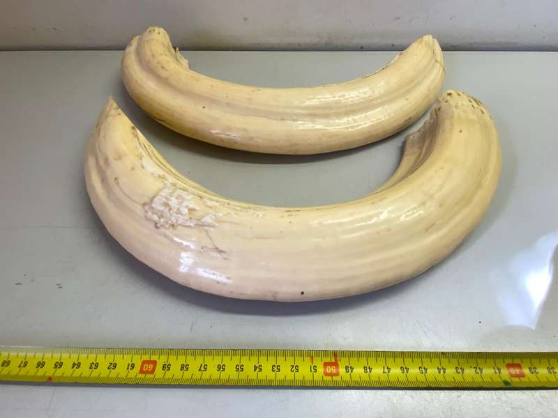 Hippo tusks/ivory