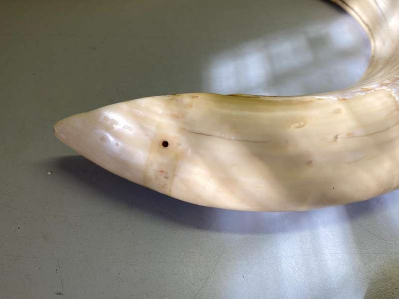 Hippo tusks/ivory