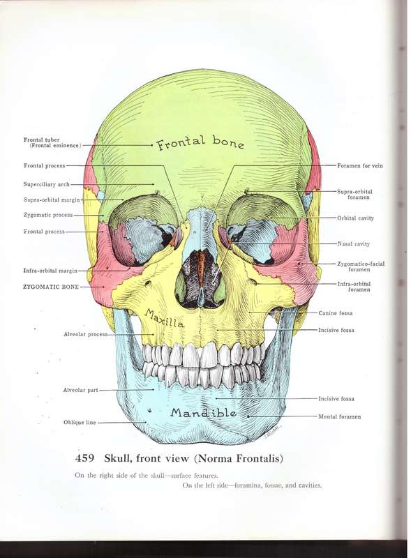 Grant`s Atlas of Anatomy -- J. C. Boileau Grant