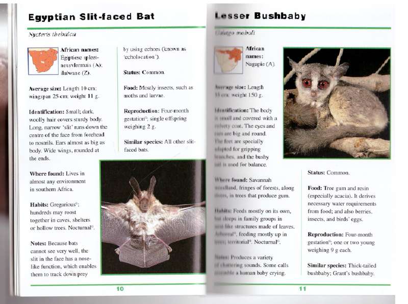First Field Guide to Mammals of Southern Africa - Sean Fraser