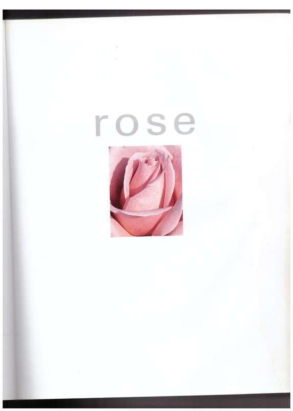 Rose -- Ludwig Taschner