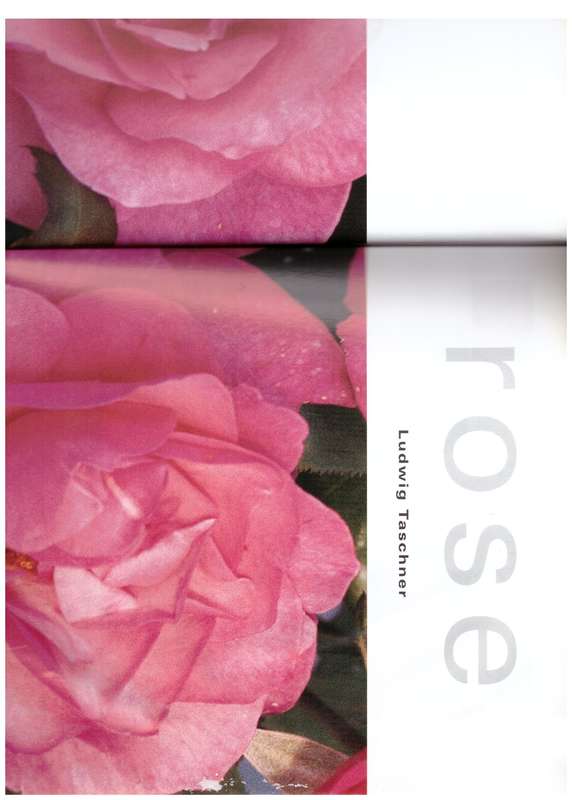 Rose -- Ludwig Taschner