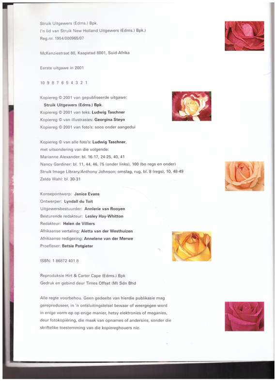 Rose -- Ludwig Taschner