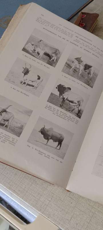 1x Afrikaans Encyclopedia & 1x Story book - Bosman