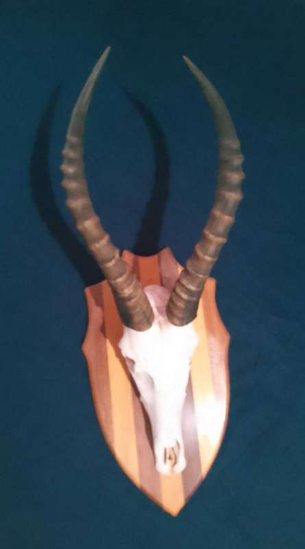 Bokkoppe decor