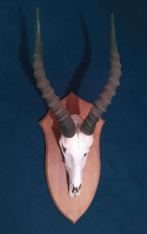 Bokkoppe decor