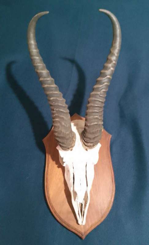 Bokkoppe decor