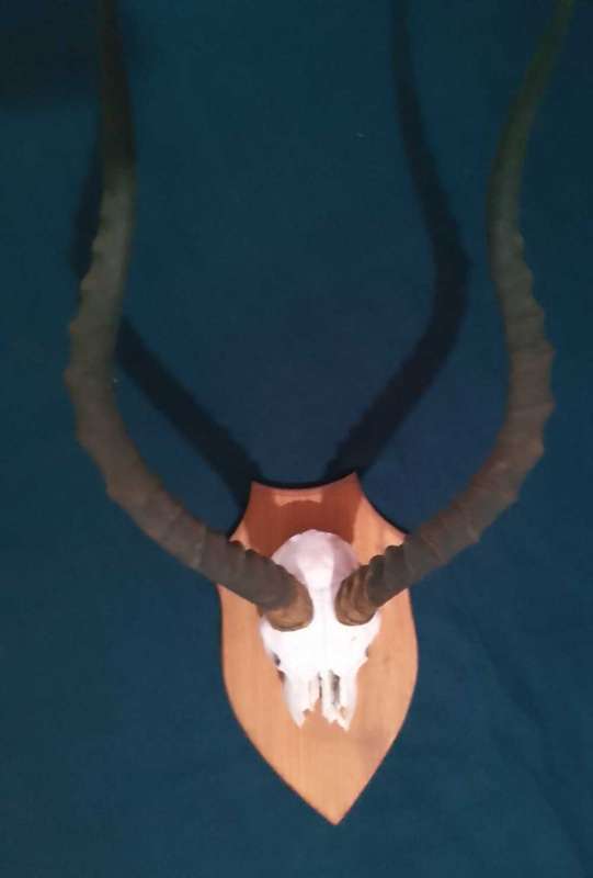 Bokkoppe decor