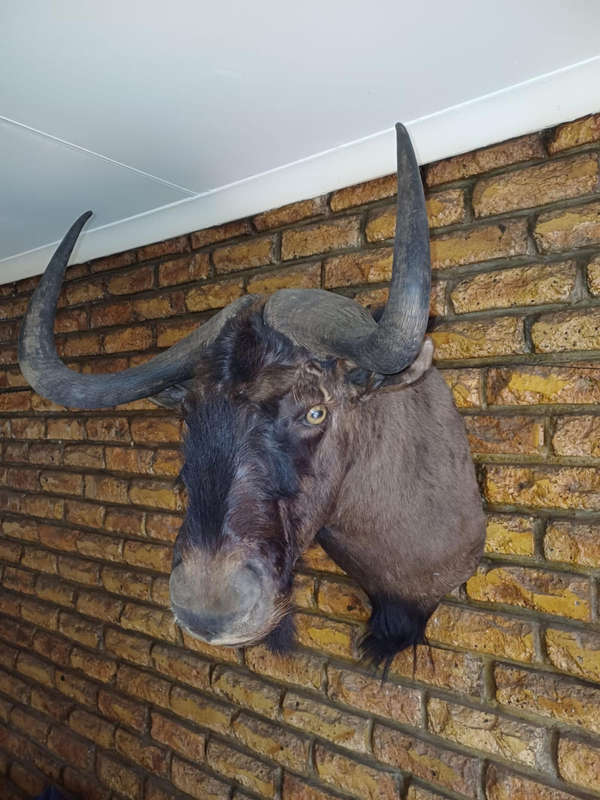 MAGNIFICENT WILDEBEEST SHOUDER MOUNT TROPHY