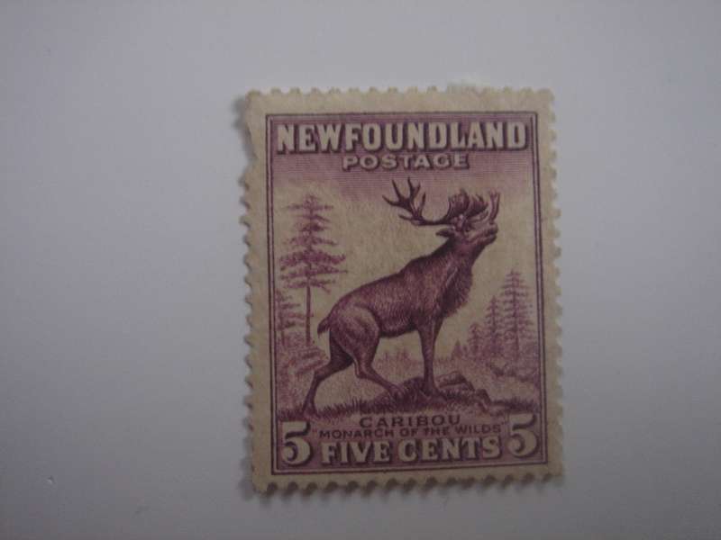 1932 Newfoundland - SG213 - Caribou 5 c used, not stamped