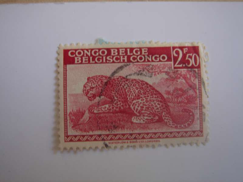 1942 Belgian Congo - Leopard SG263 used, stamped