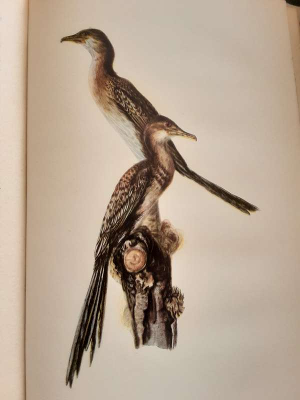 A Guide to the Birds of Southern Rhodesia & A Record of their Nesting Habits by Cecil Priest