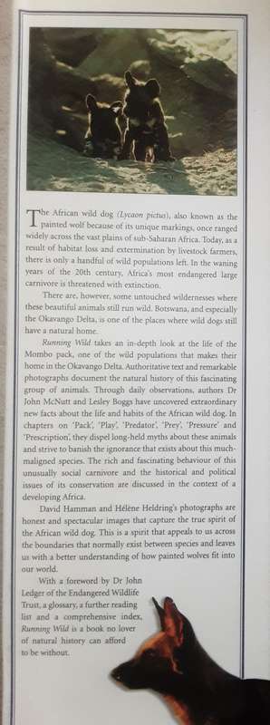 Running Wild Dispelling the Myths of the African Wild Dog by Heldring, Hamman, McNutt, Boggs
