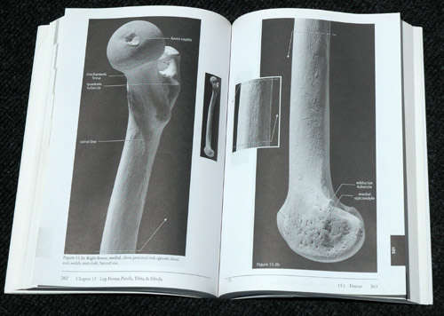 The Human Bone Manual - Tim White, Pieter A. Folkens