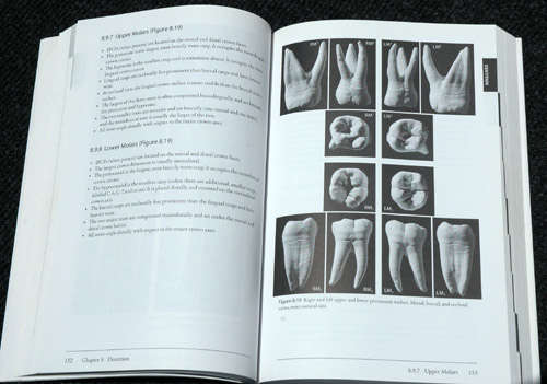 The Human Bone Manual - Tim White, Pieter A. Folkens