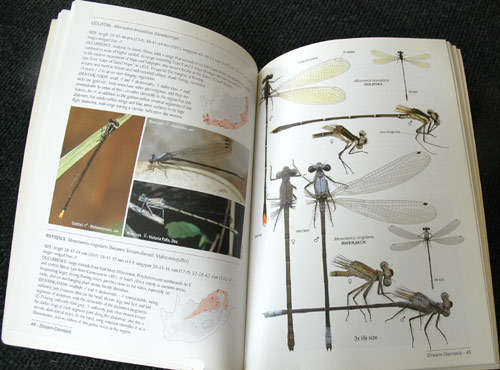 A Fieldguide to the Damselflies of South Africa - Warwick & Michele Tarboton