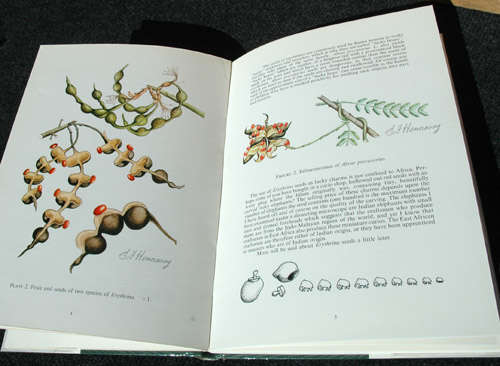 South African Erythrinas -- Esme Franklin Hennessy *Signed*