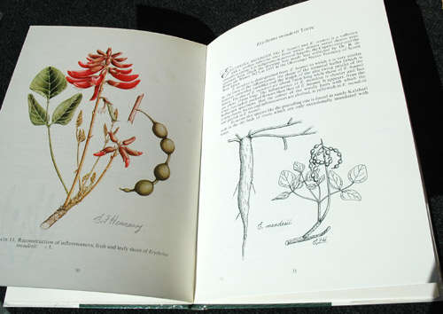 South African Erythrinas -- Esme Franklin Hennessy *Signed*