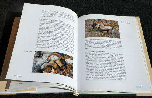 Goats -- Janine Verschure