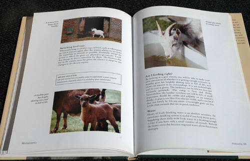 Goats -- Janine Verschure