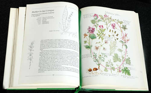 Indigenous Healing Plants -- Margaret Roberts (Hardcover, 1st ed)