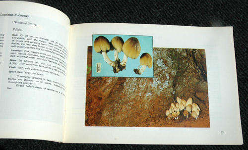 Sampioene en Paddastoele Mushrroms and Toadstools -- G.C.A. Van Der Westhuizen