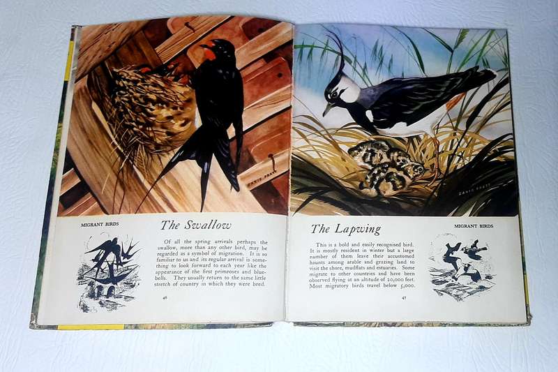 COLLECTION OF 8 VINTAGE ANNUALS (1960's-1970's)!