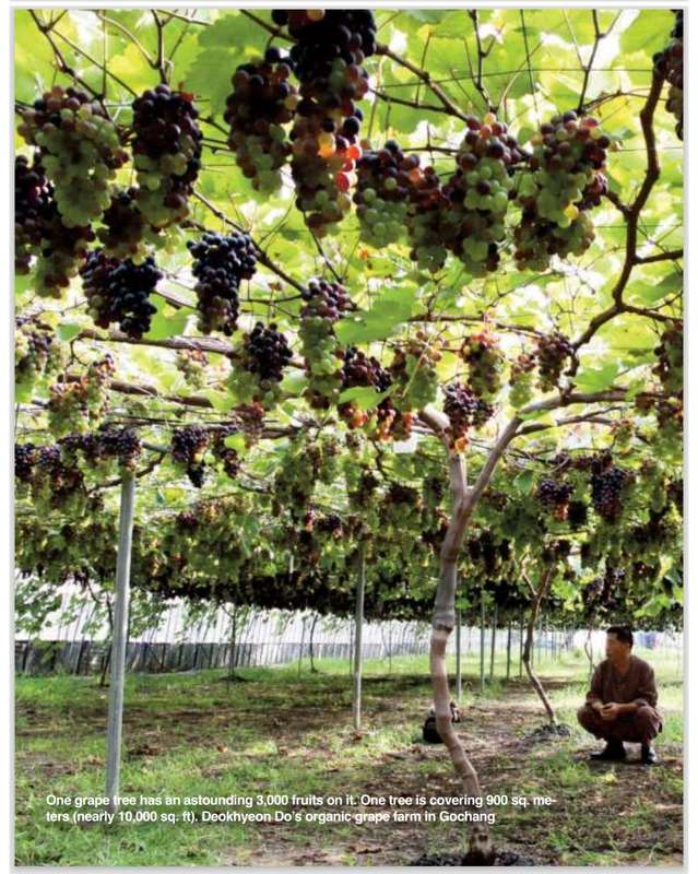 YANDAM ORGANIC FARMING PDF EBOOK