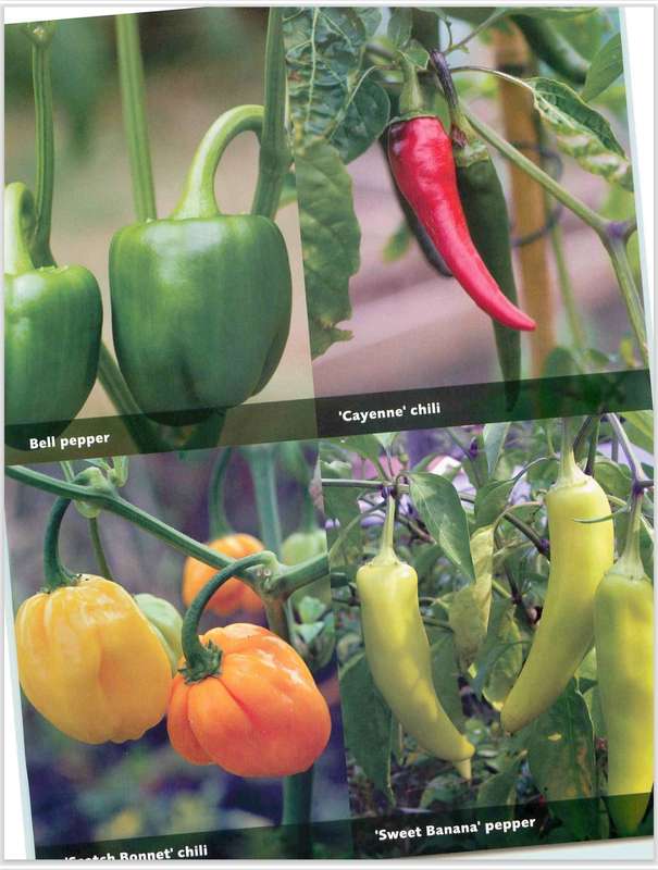 Fast, Fresh Garden Edibles PDF EBOOK