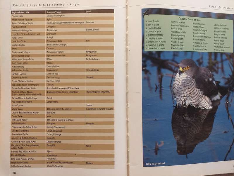 Prime Origins Guide to Best Birding in Kruger *** Reading copy ***