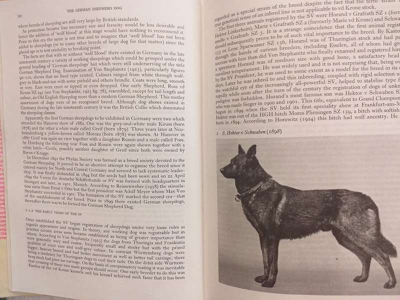 The German Shepherd Dog (MB Willis PhD)