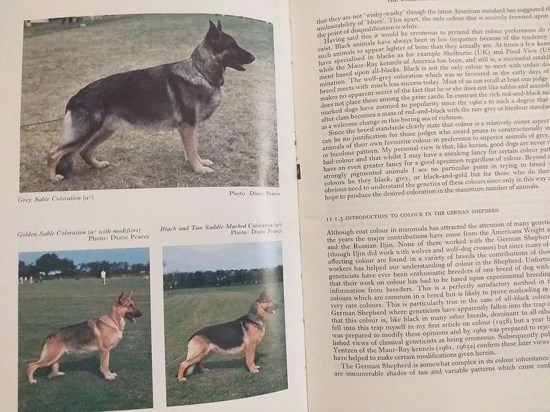 The German Shepherd Dog (MB Willis PhD)