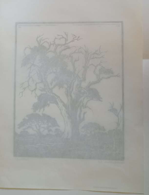 Linosniee afdruk van Hardekoolboom Transvaal deur Jacob Hendrik Pierneef